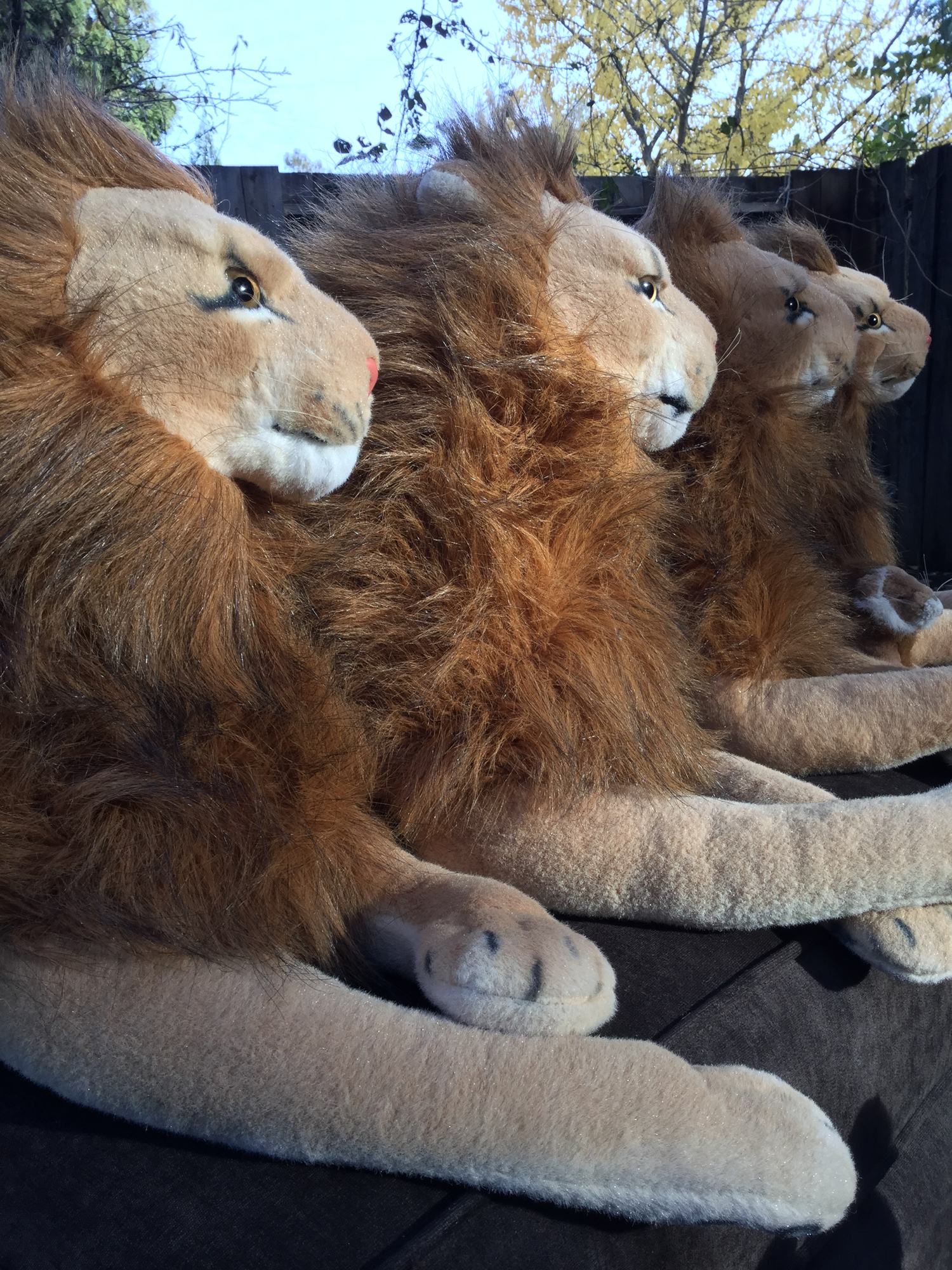 Rob Nanninga lion quad