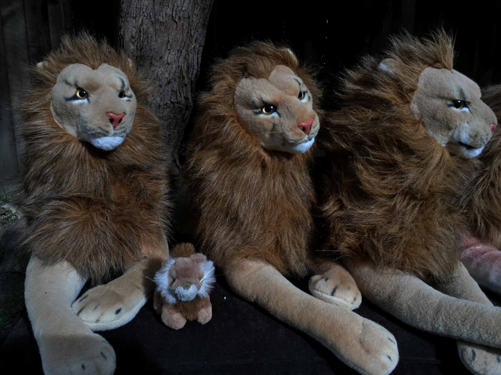 Rob Nannninga lions, number 1, 2 and 3 of quad