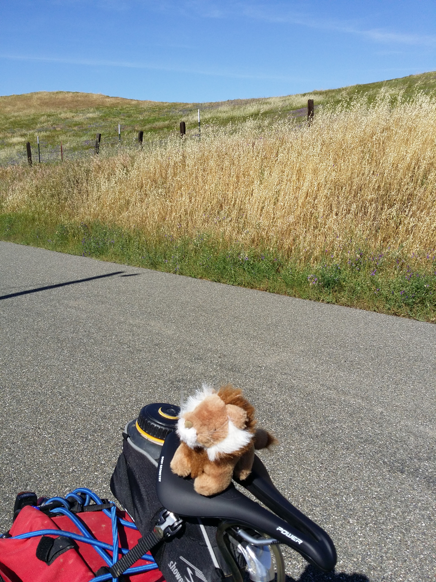 Rob Nanninga aka Whiskers lion in Vacaville